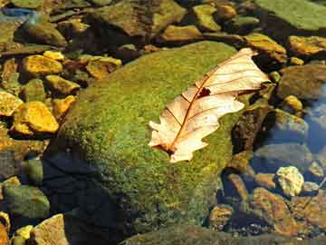 澳門六肖默認(rèn)開(kāi)獎(jiǎng)結(jié)果，探索與解析，澳門六肖默認(rèn)開(kāi)獎(jiǎng)結(jié)果解析與探索