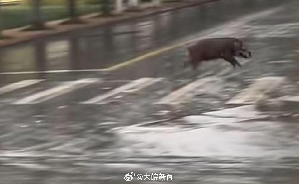 池州一高校內(nèi)驚現(xiàn)狂奔野豬，事件回顧與生態(tài)警示，池州高校野豬狂奔事件，回顧與生態(tài)警示