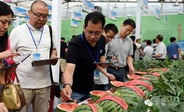 東臺西瓜最新價格動態(tài)及市場分析，東臺西瓜最新價格動態(tài)與市場分析報告