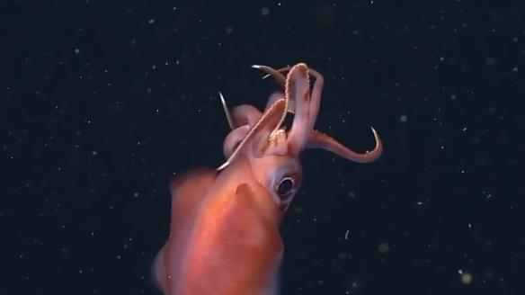 深海水族館隱藏魚(yú)最新發(fā)現(xiàn)，探索未知的深海奇跡，深海新發(fā)現(xiàn)揭秘，未知水族館隱藏魚(yú)種，探索深海奇跡之旅