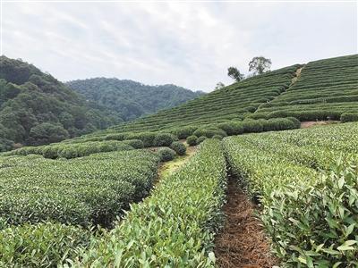 杭州疫情最新動態(tài)，全面應(yīng)對，守護(hù)家園安寧，杭州疫情最新動態(tài)，全力應(yīng)對，守護(hù)家園安全