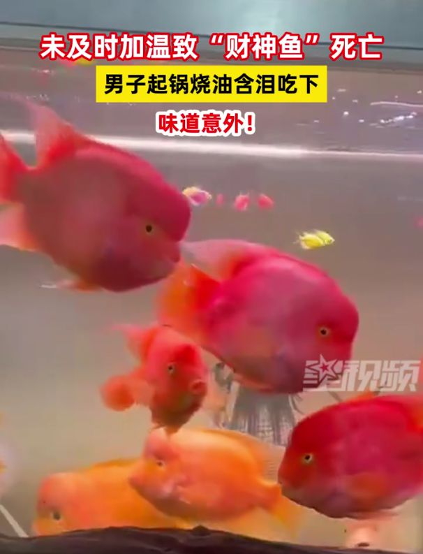 財神魚死亡