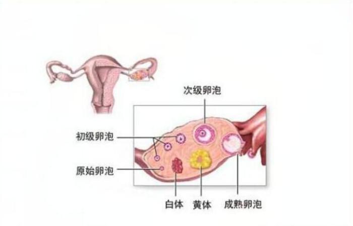 如何預(yù)防黃體破裂，如何預(yù)防黃體破裂的方法與措施