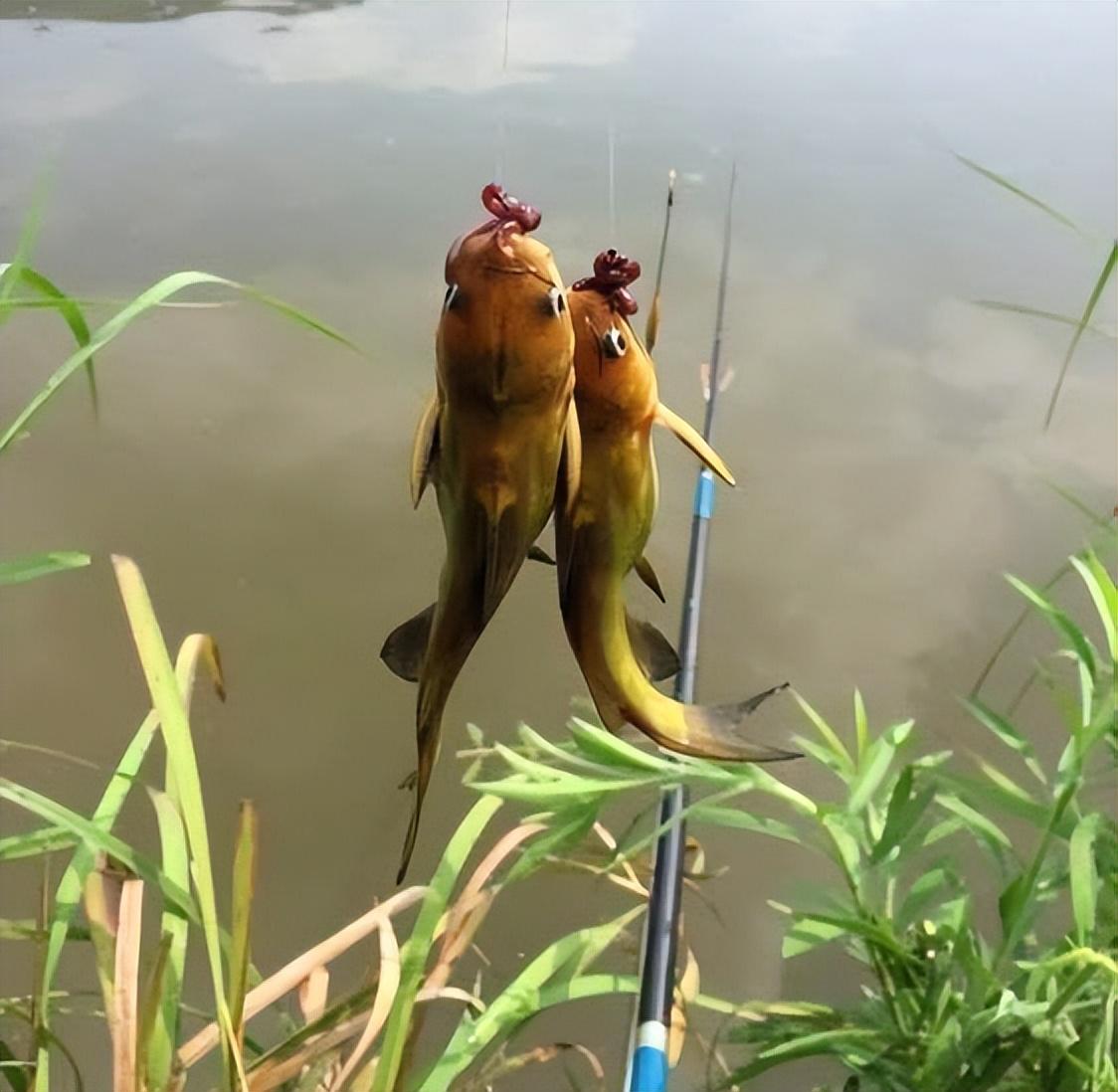 釣魚技巧