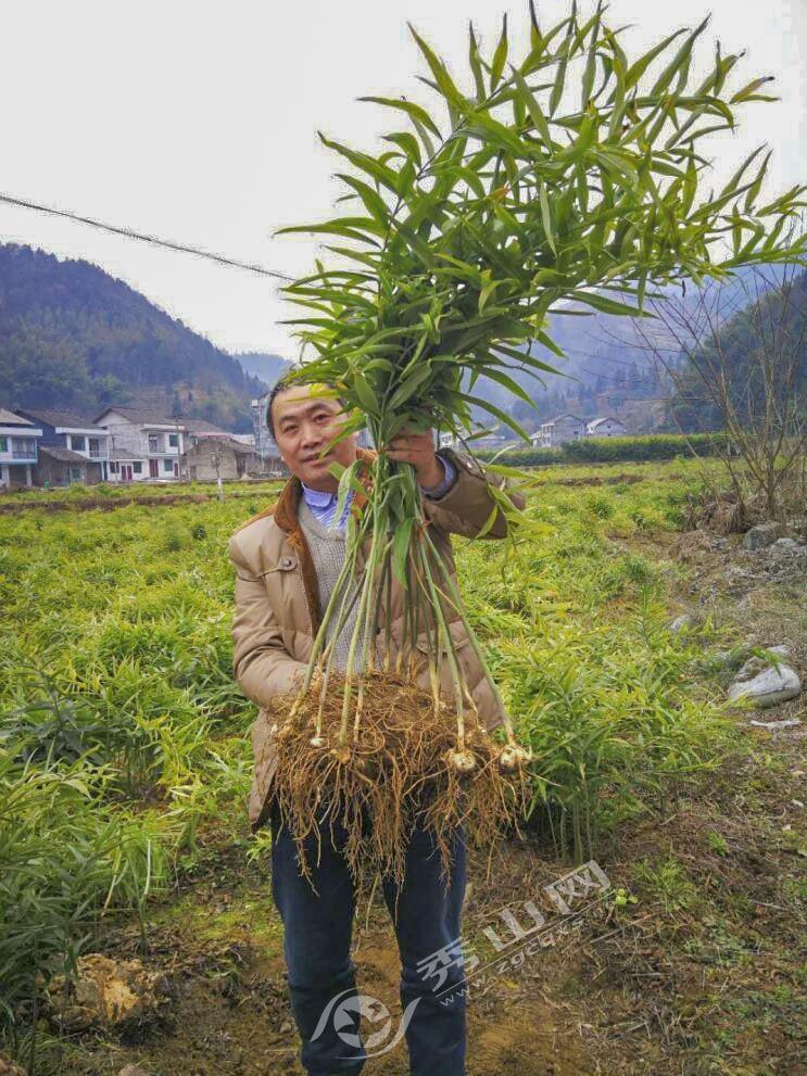 黃精最新行情分析，黃精最新市場(chǎng)動(dòng)態(tài)分析