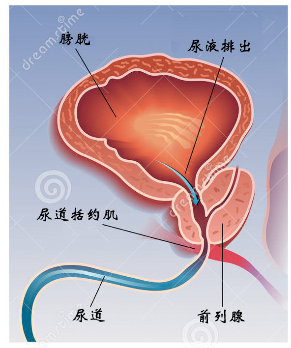 前列腺增大，藥物治療的選擇與效果分析，前列腺增大，藥物治療選擇與效果解析