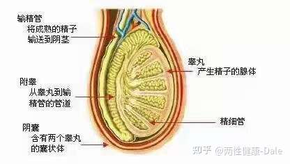 關(guān)于睪丸酮能否促進(jìn)二次發(fā)育的問題探討，關(guān)于睪丸酮對(duì)二次發(fā)育影響的探討（敏感話題，請(qǐng)謹(jǐn)慎處理）