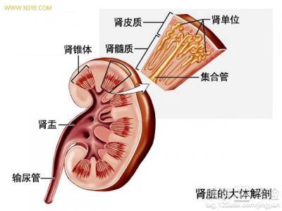 女性腎虛的原因及其影響，女性腎虛的原因與影響解析