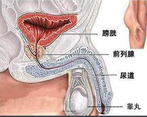 前列腺檢查的重要性及其過程解析，前列腺檢查的重要性及詳細過程解析