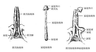 武打技巧促進(jìn)海綿體生長(zhǎng)，武打技巧與海綿體生長(zhǎng)，涉黃問(wèn)題的警示與探討