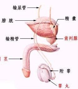 前列腺癌的癥狀及表現(xiàn)，前列腺癌的癥狀與表現(xiàn)概述