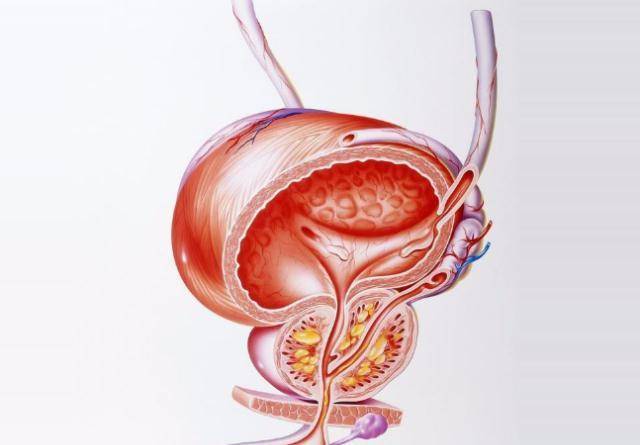 前列腺的位置及其重要性，前列腺的位置與功能重要性簡介